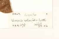 茄葉斑鳩菊藏品圖，第3張