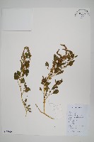 野莧菜藏品圖，第1張