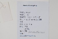 野莧菜藏品圖，第2張