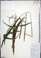 棕葉狗尾草藏品圖，第1張