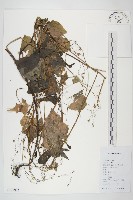 黃鵪菜藏品圖，第1張