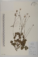 紫背草藏品圖，第1張