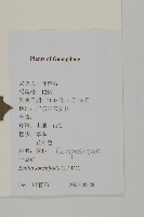 紫背草藏品圖，第2張