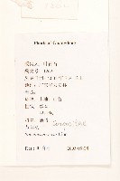 苦苣菜藏品圖，第2張