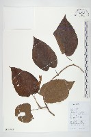 繖花菜欒藤藏品圖，第1張