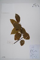 八角楓藏品圖，第1張