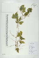 絞股藍藏品圖，第1張