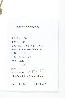 南美蟛蜞菊、三裂葉蟛蜞菊藏品圖，第2張