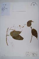 催乳藤藏品圖，第1張