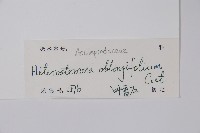 催乳藤藏品圖，第2張