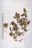 鈕子瓜藏品圖，第1張