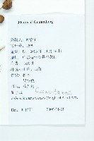 鈕子瓜藏品圖，第2張