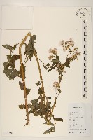 飛機草藏品圖，第1張