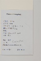 裂葉艾納香藏品圖，第2張