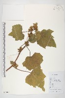 蒼耳藏品圖，第1張