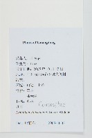 蒼耳藏品圖，第2張