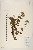 華澤蘭藏品圖，第1張