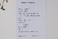 華九頭獅子草藏品圖，第2張