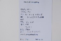 爵床藏品圖，第2張