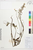 毛茛藏品圖，第1張