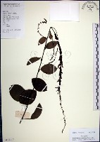 大葉山螞蝗藏品圖，第1張