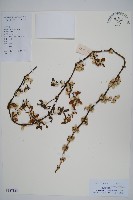 匙葉蓮子草藏品圖，第1張