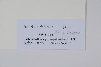 匙葉蓮子草藏品圖，第2張