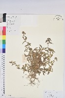 鐵莧菜藏品圖，第1張