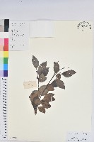 黑面神藏品圖，第1張