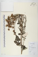 泥胡菜藏品圖，第1張