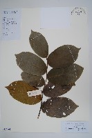 紫玉盤藏品圖，第1張