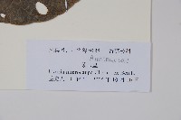 紫玉盤藏品圖，第2張