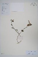 爵床藏品圖，第1張