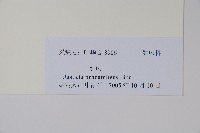 爵床藏品圖，第2張