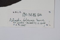 絲毛獼桃藏品圖，第2張