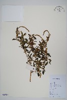 刺莧藏品圖，第1張