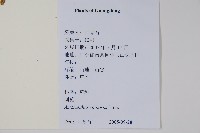 刺莧藏品圖，第2張