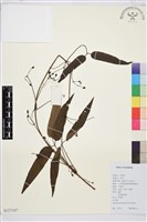 山木通藏品圖，第1張