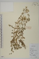 簇生卷耳藏品圖，第1張