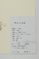 簇生卷耳藏品圖，第2張