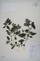 四子馬藍藏品圖，第1張