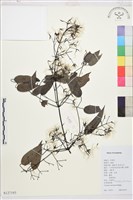 柱果鐵線蓮藏品圖，第1張