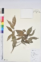 登錄號:S127196藏品圖，第1張