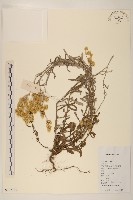 秋鼠麴草藏品圖，第1張