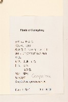 秋鼠麴草藏品圖，第2張