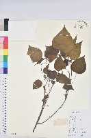 椴葉山麻桿藏品圖，第1張