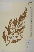 臭杏、土荊芥藏品圖，第1張