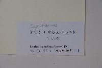 山銀花藏品圖，第2張