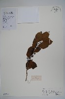 細果鐵冬青藏品圖，第1張