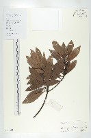 杜英、山杜英、蘭嶼杜英藏品圖，第1張